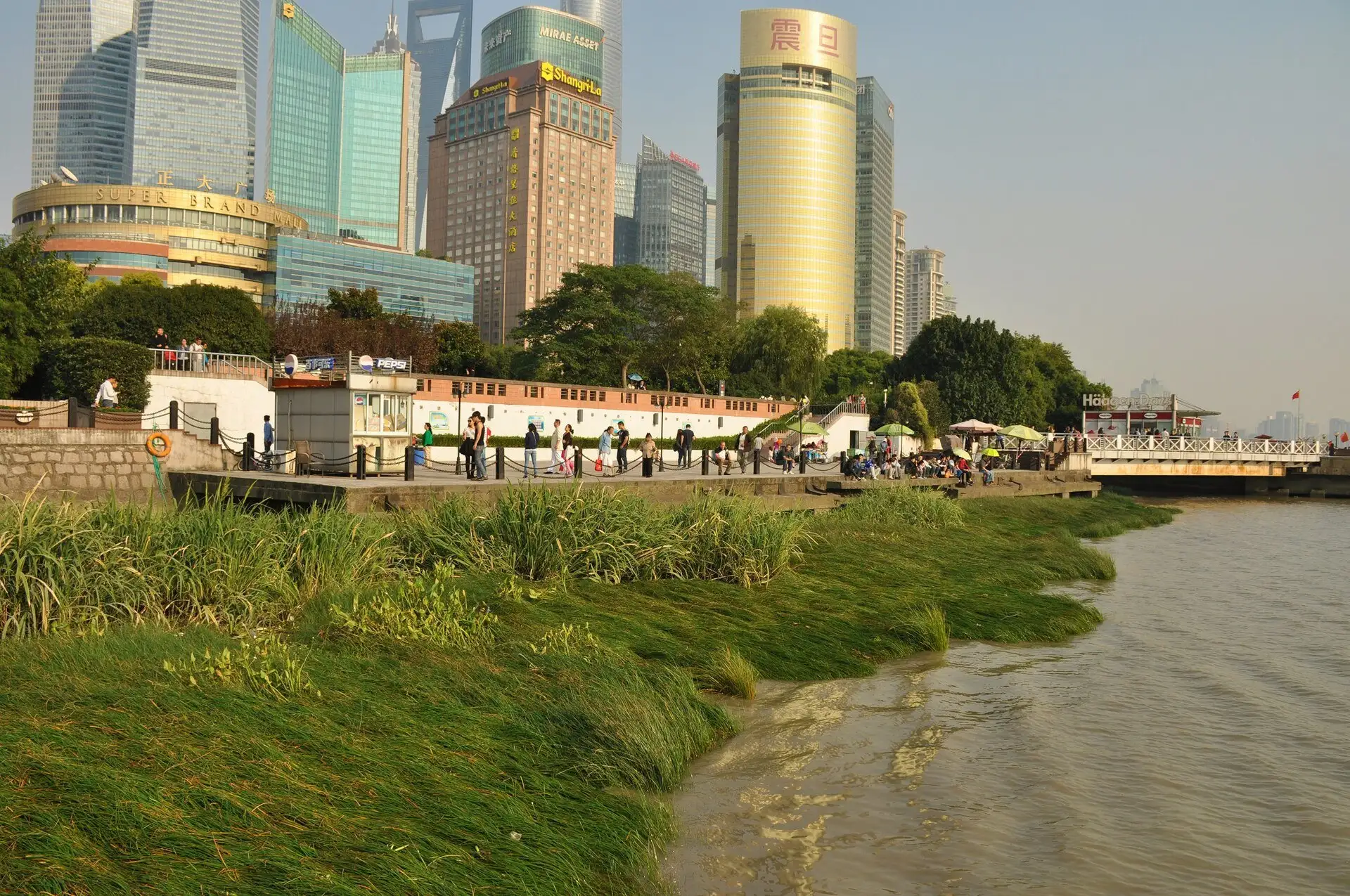 Riverbank with tall grass and reeds at the water's edge, a paved promenade with walkers above it, and glass and gold towers behind.